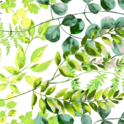 Baumwolle 100% grüne Eukalyptusblätter auf weißem Hintergrund
