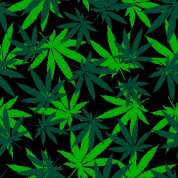 Digitaldruck Jersey-Stoff Hanfblätter grün auf schwarzem Hintergrund  