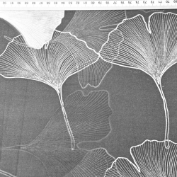 Baumwolle 100% Ginkgo-Blätter auf dunkelgrauem Hintergrund  